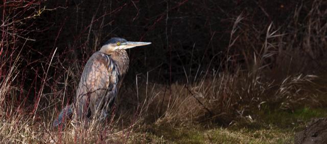 Tom Fields Photography