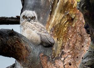 Tom Fields Photography