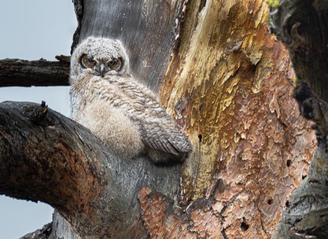 Tom Fields Photography