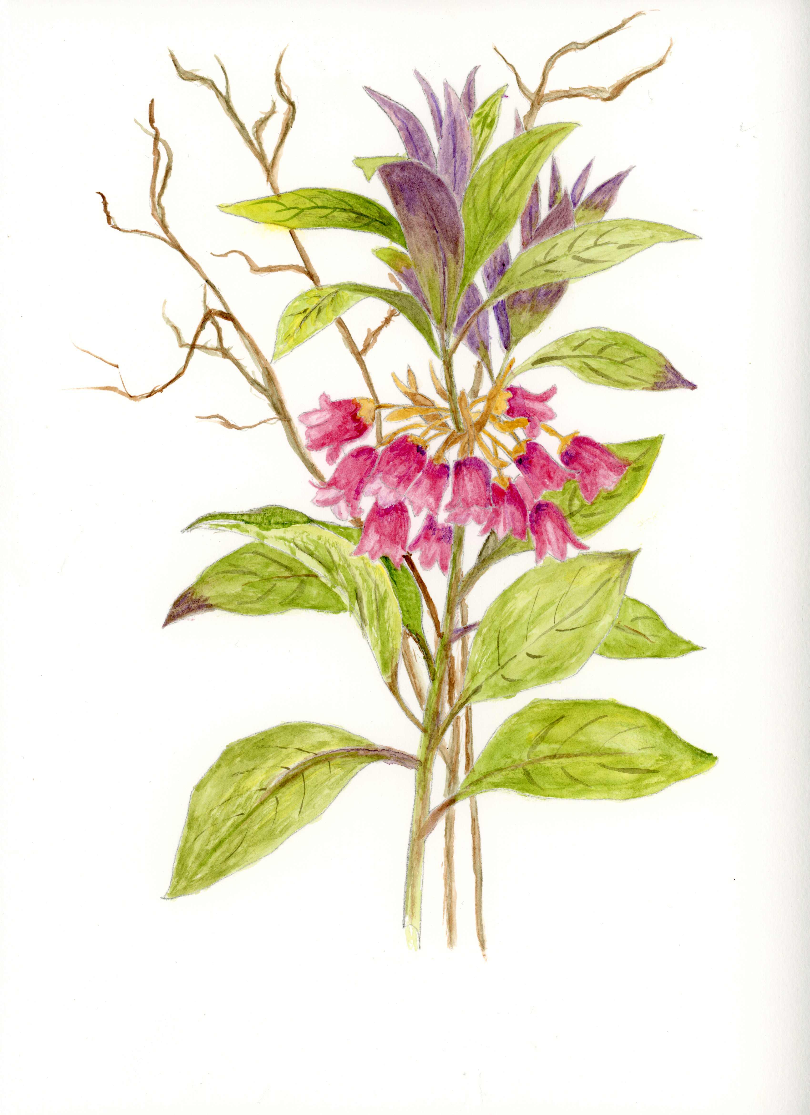 Victoria Tenpas