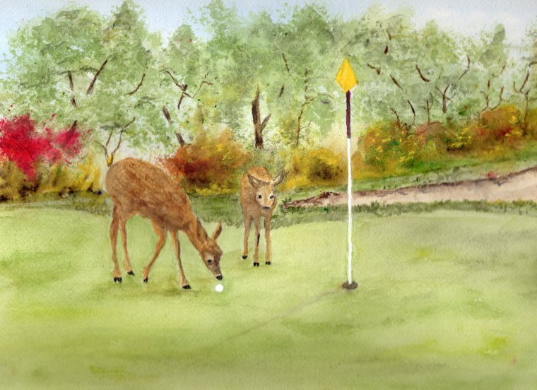 Deer on Golf Course, Victoria Tenpas